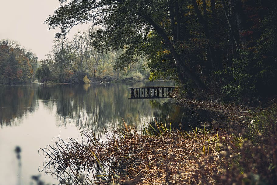 forest, bridge, lake, water, pond, tree, nature, evening, spacer HD wallpaper