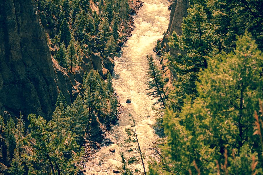 united states, yellowstone national park, caynon, trees, whitewater, HD wallpaper