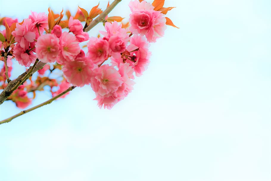 flower, nature, spring, tree, branch, cherry, pink, bud, plant HD wallpaper