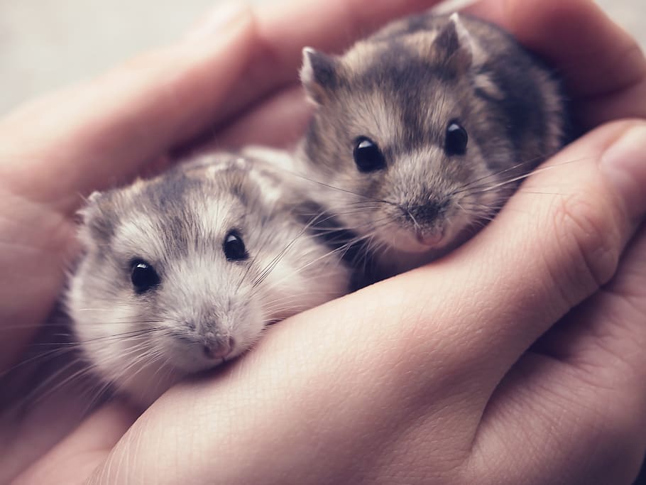 hamsters, rodent, pet, animals, cute, human hand, mammal, one animal