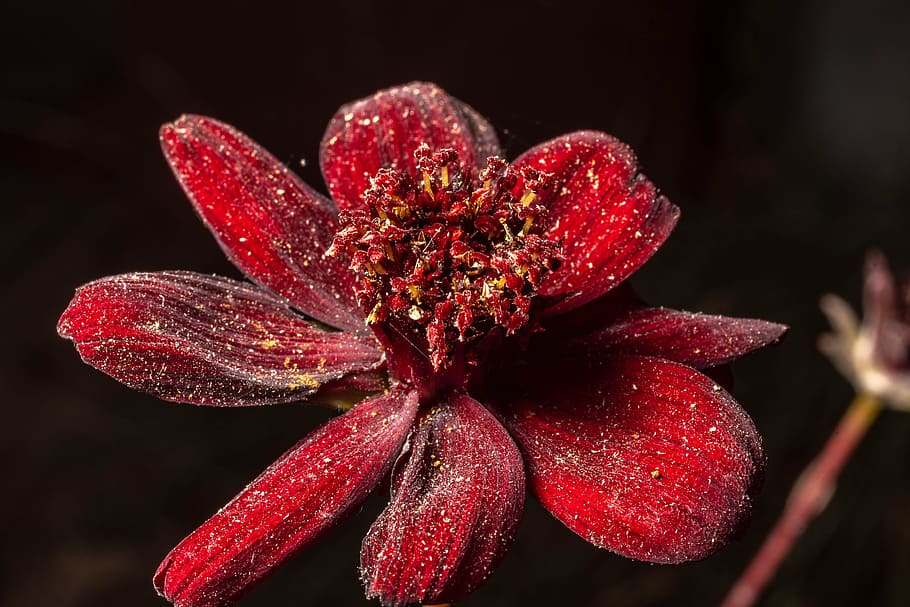 macro, blossom, bloom, nature, close up, plant, summer, garden HD wallpaper