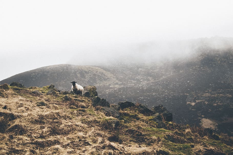 mountain, highland, cloud, fog, summit, peak, landscape, nature HD wallpaper