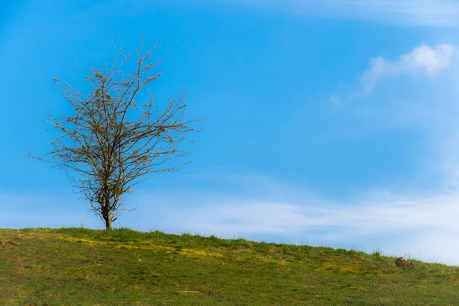 tree, meadow, sky, hill, landscape, mood, spring, atmosphere HD wallpaper