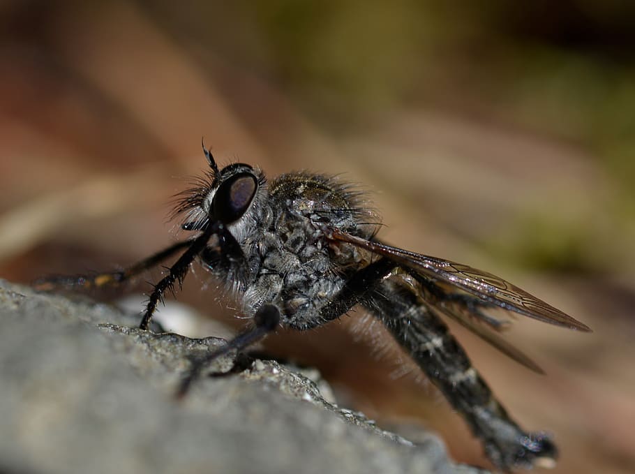 insect, fly, insects, nature, animals, wings, eyes, beauty HD wallpaper