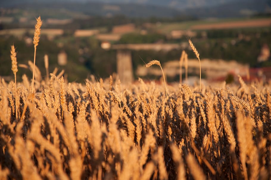 field, cereals, nature, wheat, summer, agriculture, grain, cornfield HD wallpaper