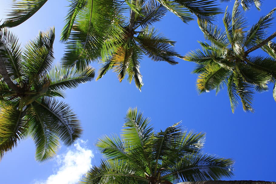 palm, holiday, relaxation, tree, palm tree, tropical climate HD wallpaper