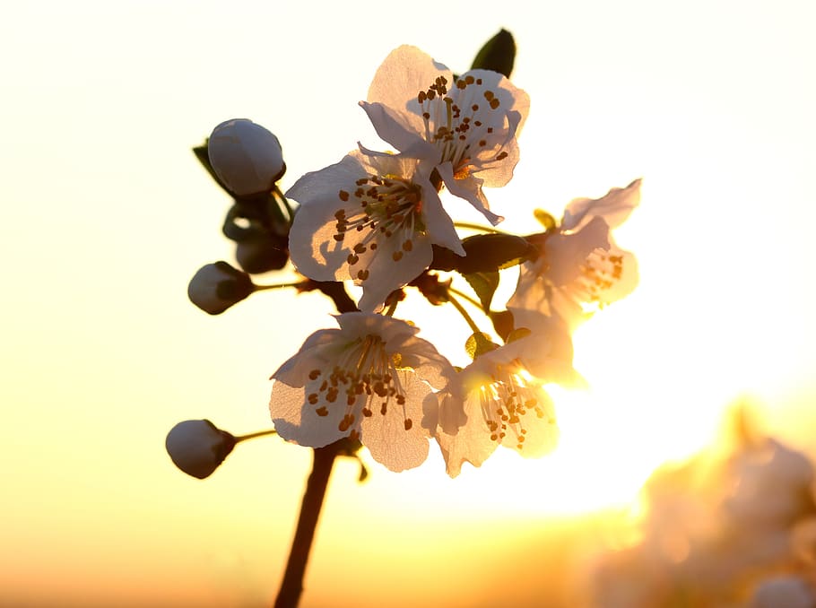 flowers, white, light, sun, casey, tree, spring, nature, plants HD wallpaper