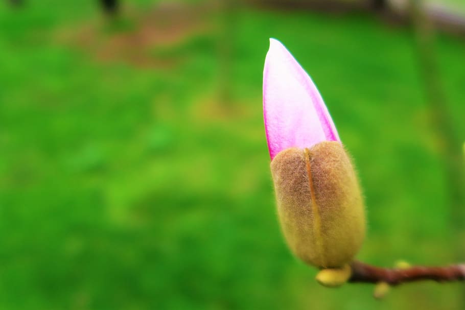 flower, tree, spring, pink, nature, blooming, plant, color HD wallpaper
