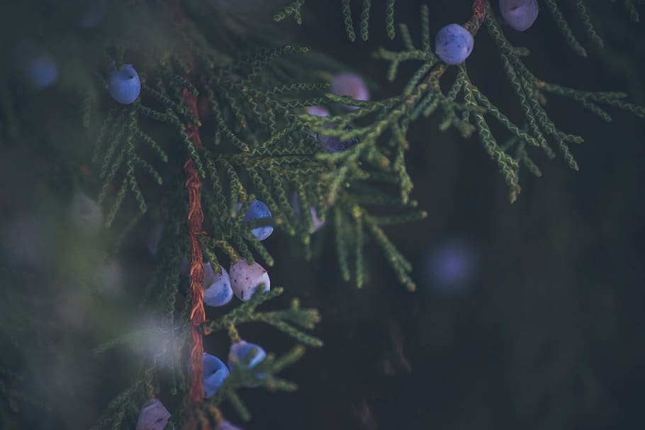 purple fruits, plant, tree, conifer, fir, abies, pine, sphere HD wallpaper