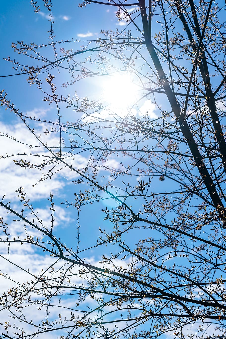 Spring Cherry Blossoms, sky, low angle view, tree, plant, sunlight HD wallpaper
