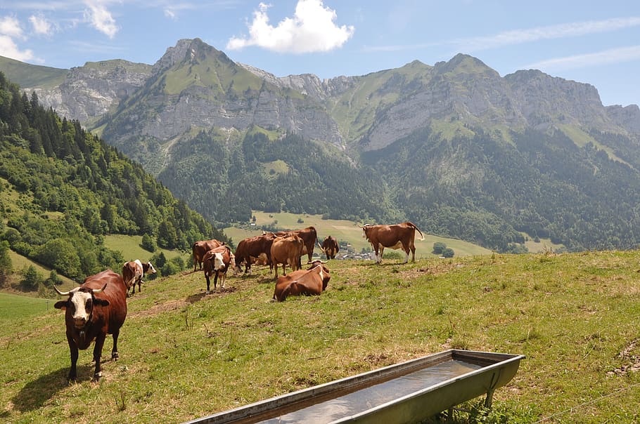 alps, cows, mountain, meadow, mountain meadow, livestock, group of animals HD wallpaper