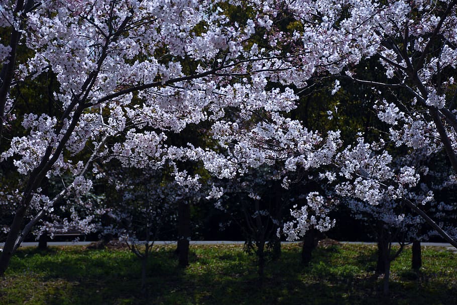 green-leafed trees with white flowers, plant, blossom, cherry blossom HD wallpaper