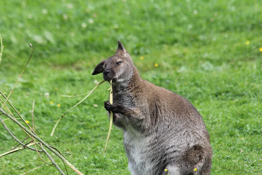 kangaroo, eats, animal, mammal, close up, nature, grass, animal themes HD wallpaper