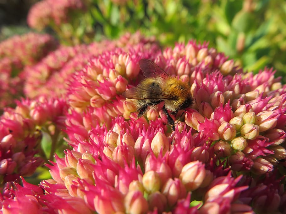 bee, nectar, pollination, flowers, pollen, garden, nature, insect HD wallpaper