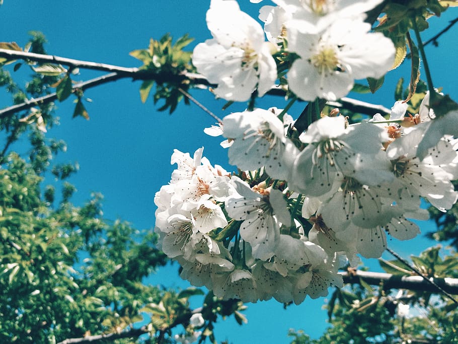 cherry, blossom, cherry blossom, flowering plant, fragility HD wallpaper