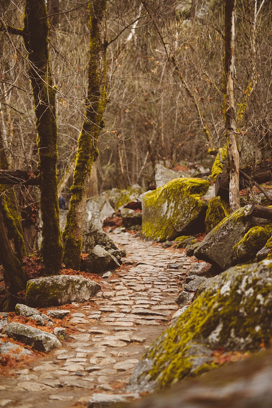 moss covered stones and trees, walkway, path, plant, tree trunk HD wallpaper