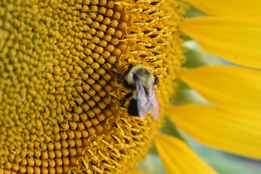 bees, sunflower, sunflowers, nature, flowering plant, yellow HD wallpaper