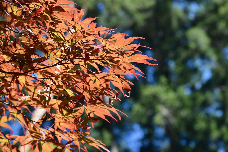 leaves, fall, tree, plant, autumn, leaf, plant part, focus on foreground HD wallpaper
