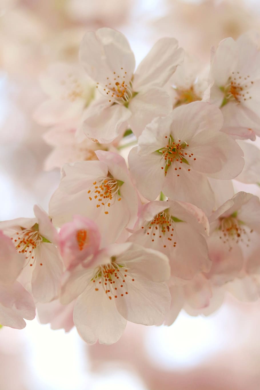 white petaled flowers, plant, cherry blossom, spring, flower petals HD wallpaper