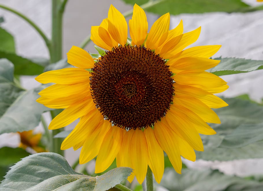 sunflower, plants, trees, seed, summer, bloom, flowering plant HD wallpaper