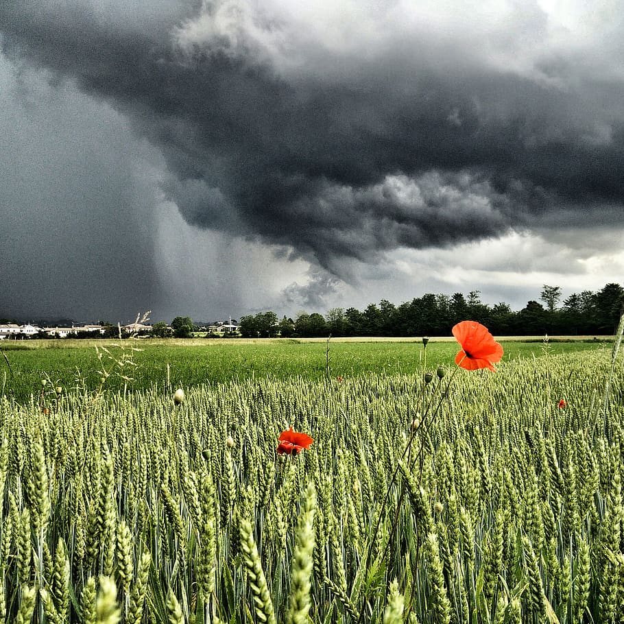 italy, cloudy, cloudscape, green, flower, thunderstorm, poppy HD wallpaper