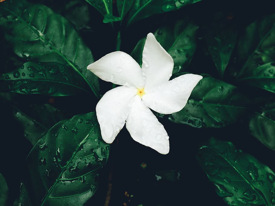 plant, flower, flowering plant, growth, beauty in nature, freshness HD wallpaper