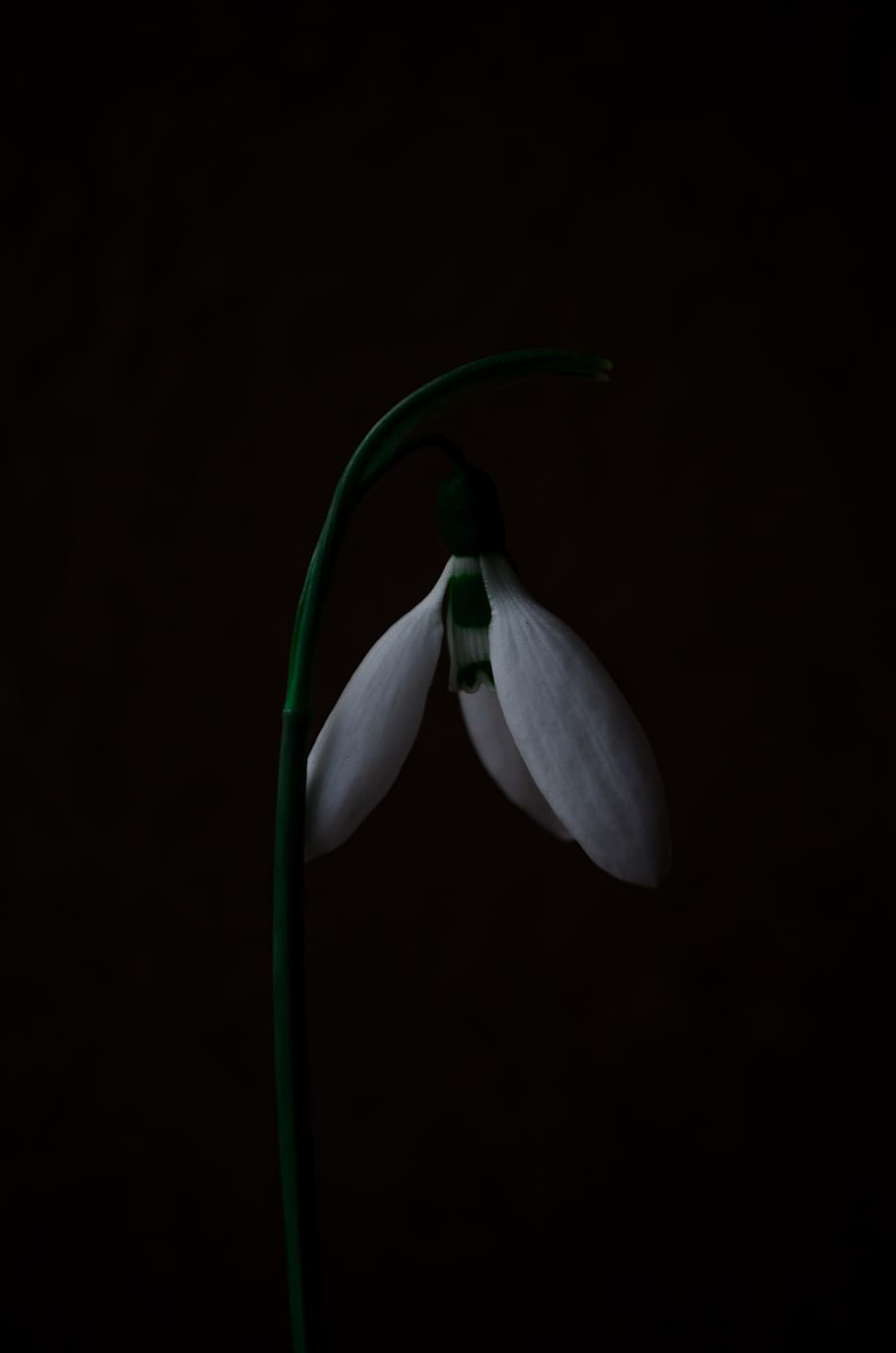 down-facing white petaled flower down, plant, beauty in nature HD wallpaper