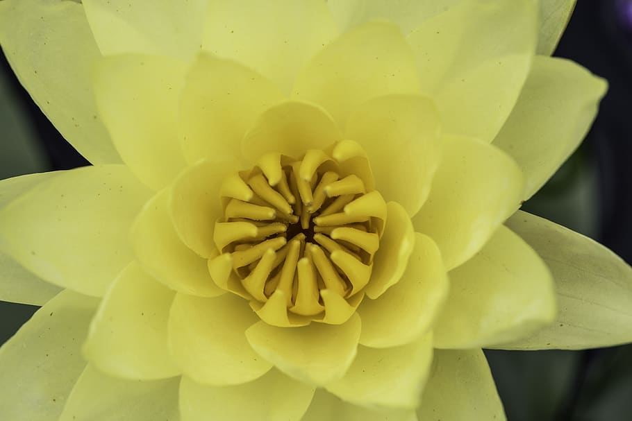 flower, yellow, core, pollen, center, petals, nature, plant HD wallpaper