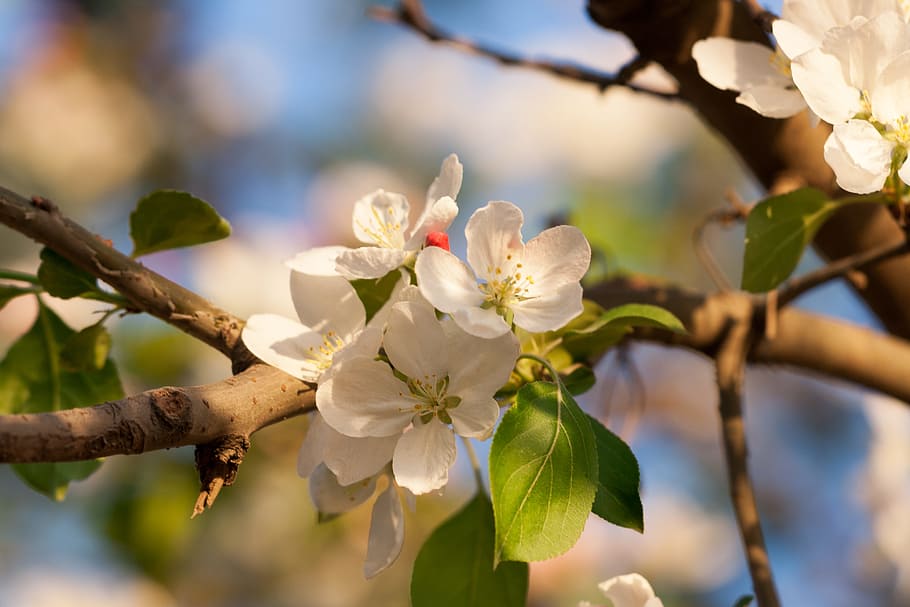 beautiful, blossom, bright, bunch, closeup, detail, flora, floral HD wallpaper