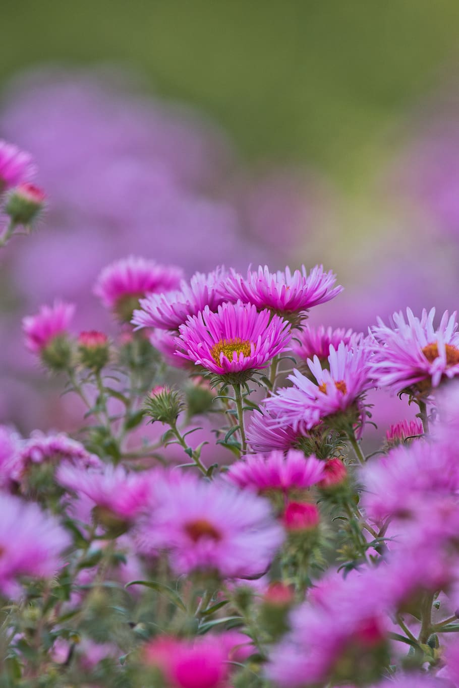 asters, bright, pink, autumn, flowers, composites, greeting card HD wallpaper
