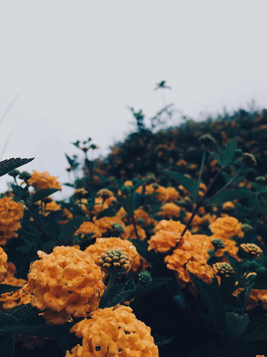 flowers, yellow, plant, growth, beauty in nature, flowering plant HD wallpaper