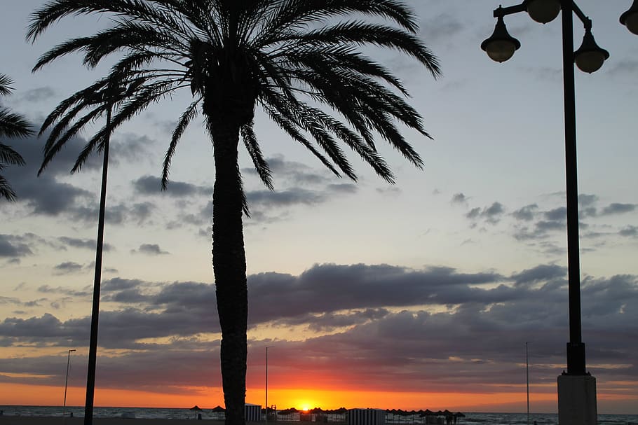 spain, valencia, beach, palm tree, sea, sunrise, sky, cloud - sky HD wallpaper