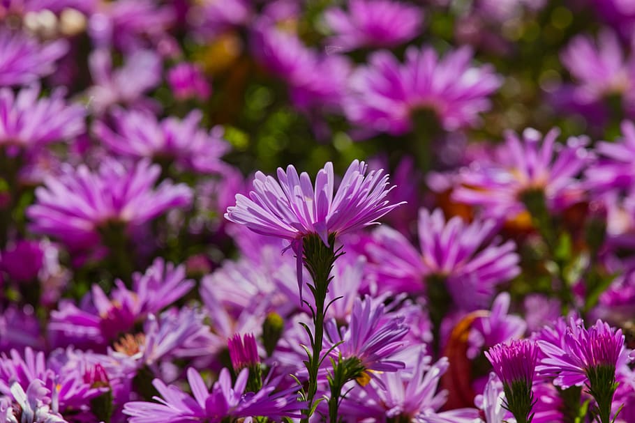 asters, flowers, pink, bright, composites, bloom, close up HD wallpaper
