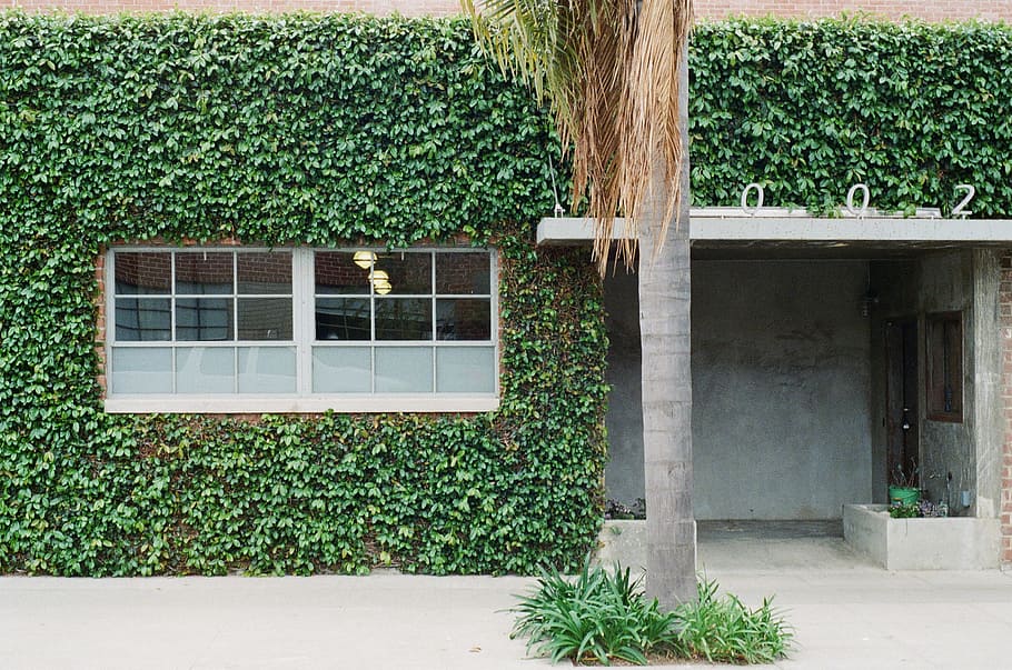 Gray Log Near Green Leafed House, building, overgrown, plant HD wallpaper