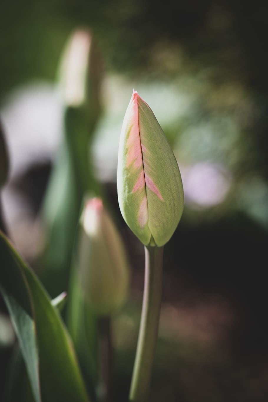 tulip, bud, blossom, bloom, spring, garden, nature, tulip bud HD wallpaper