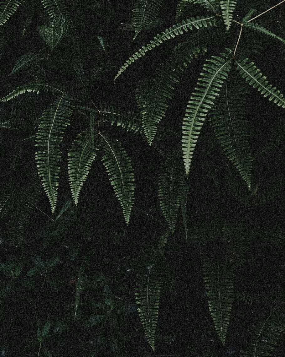 green ferns, plant, leaf, leaves, dark, light, frond, outdoors HD wallpaper