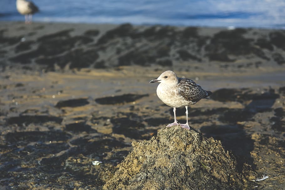 Seagull on the sand, animal, bird, animal themes, animal wildlife HD wallpaper