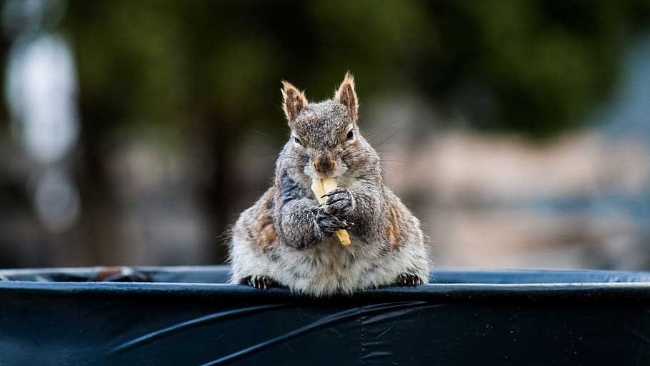 gray squirrel eating on top og bin, mammal, one animal, animal wildlife HD wallpaper