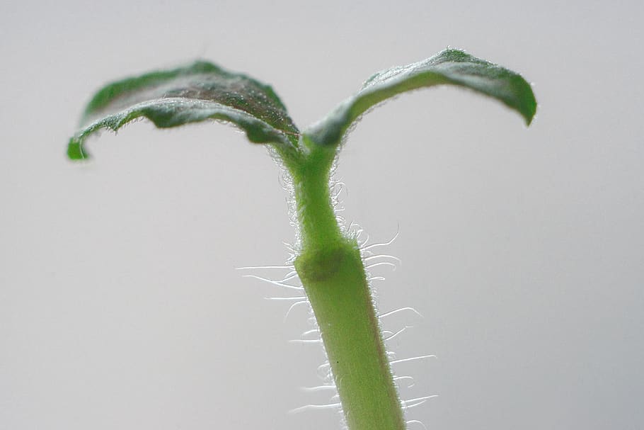 plants, buds, small leaves, green color, no people, close-up HD wallpaper