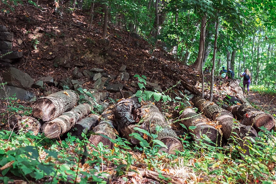 tree, greenery, woods, forest, nature, log, logs, trees, plant HD wallpaper