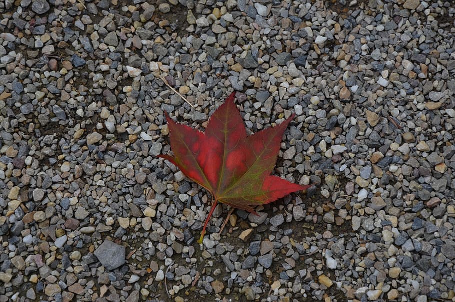 netherlands, rotterdam, fall, road, rocks, leaf, plant part HD wallpaper