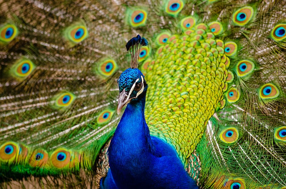 Close Up Photography of Peacock, animal, feathers, pattern, peafowl HD wallpaper