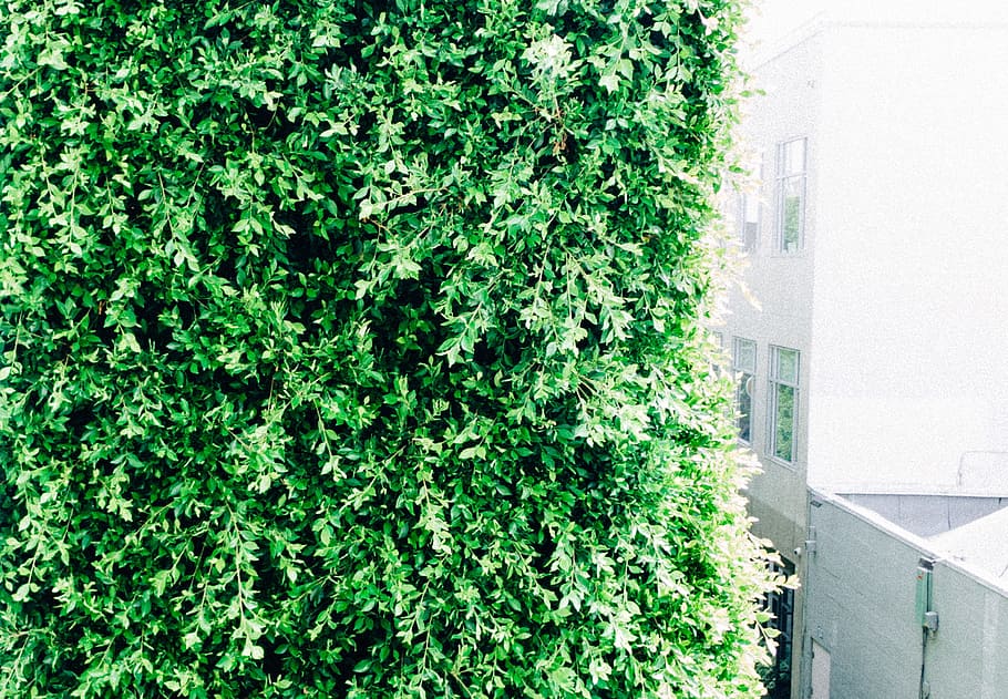 green, leaves, shrub, plant, growth, green color, built structure HD wallpaper