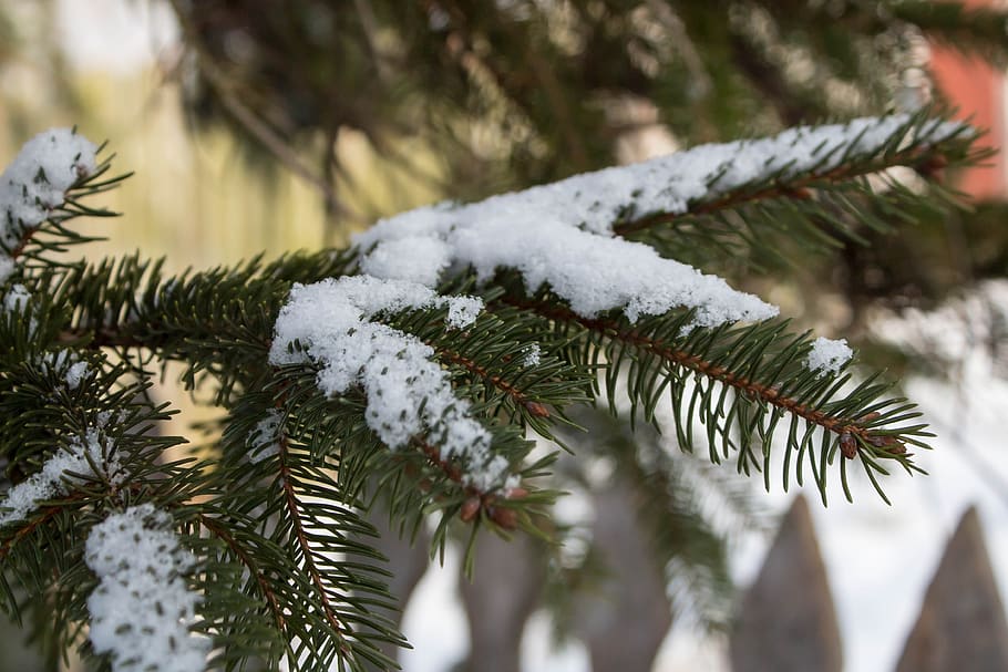 winter, snow, frost, tree, spruce, holidays, cold temperature HD wallpaper