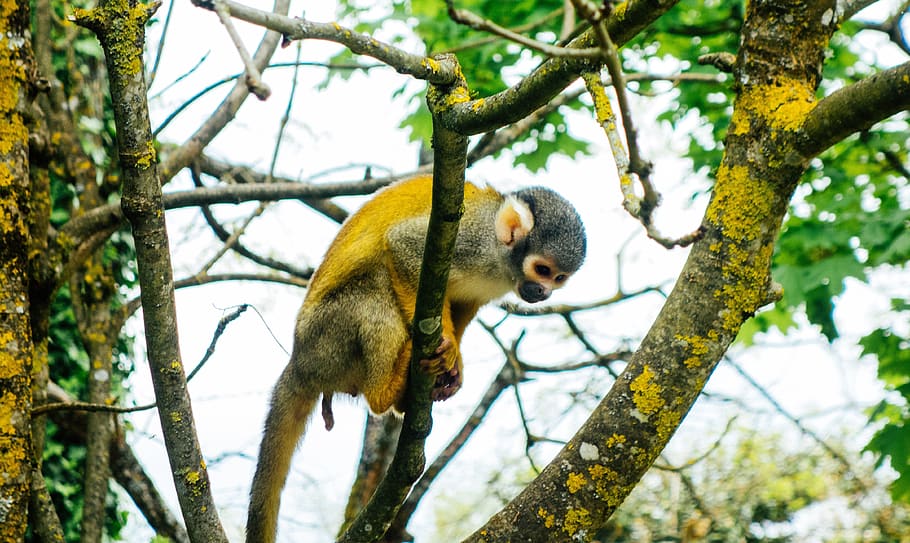 monkey, tree, forest, animal themes, plant, one animal, animals in the wild HD wallpaper