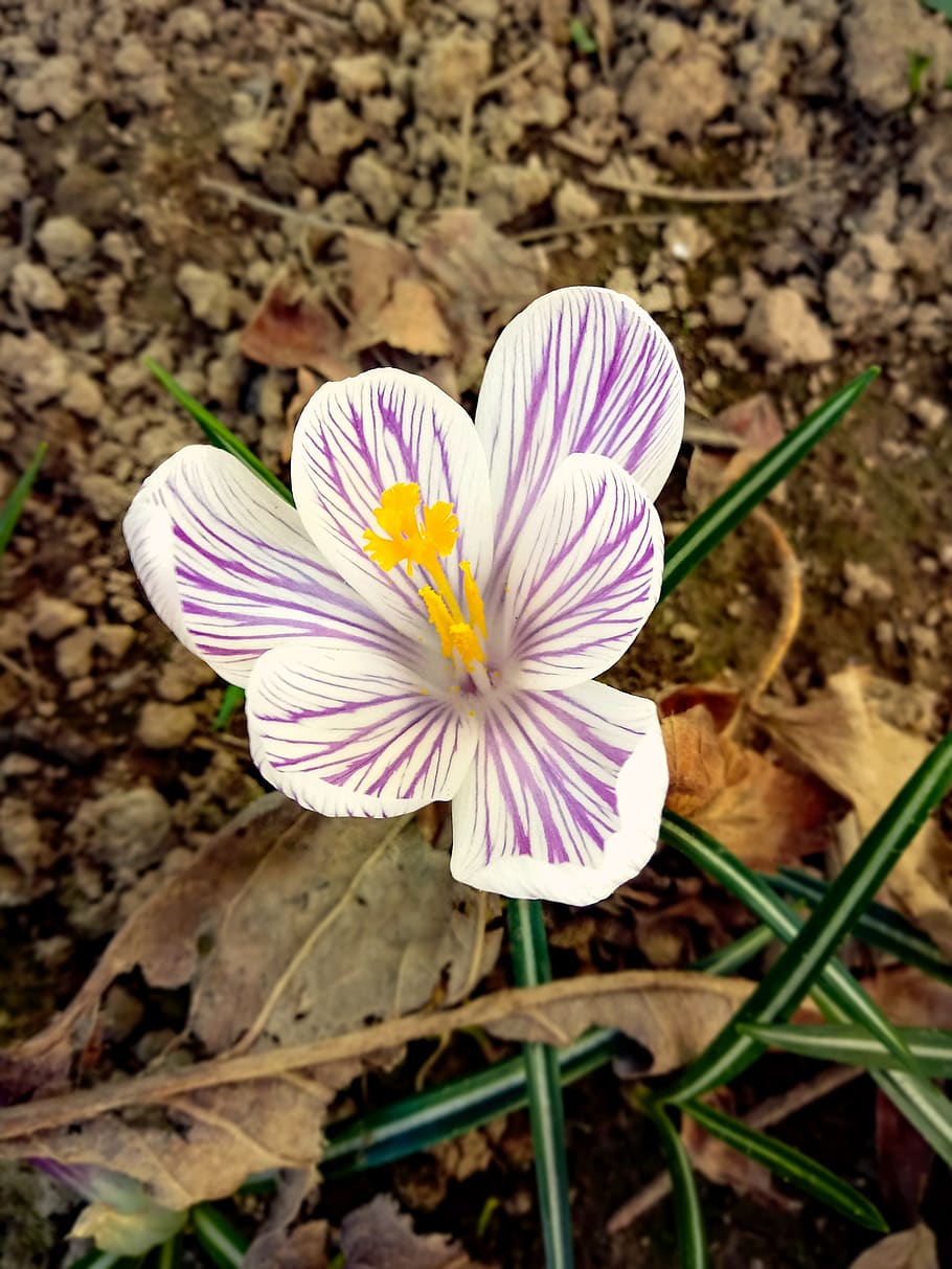 crocus, flower, macro, spring, march, bulb, afternoon, nature HD wallpaper