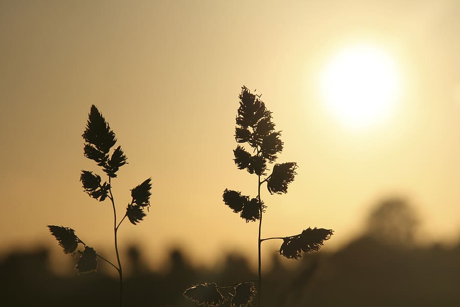 sun, sunrise, sunset, trees, lake, nature, forest, plant, beauty in nature HD wallpaper