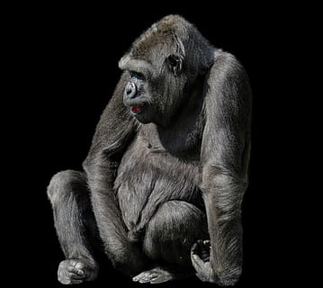 animals, monkey, gorilla, mammal, primate, ape, lowland gorilla HD wallpaper