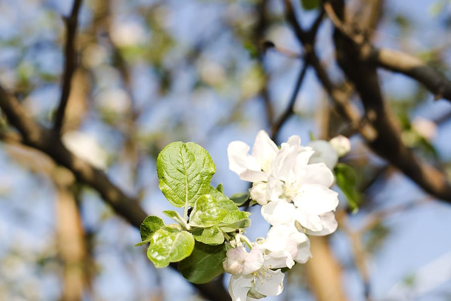 flower, con2011, nature, plant, flowering plant, tree, beauty in nature HD wallpaper