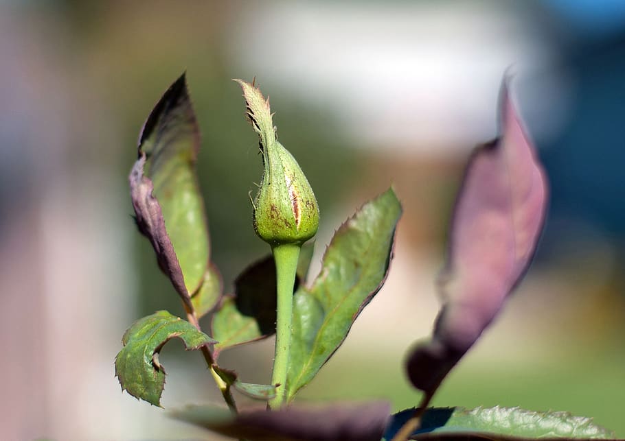 rose, bud, flower, nature, plant, blossom, garden, love, fragrance HD wallpaper